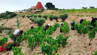 Enjoy the new harvest at Bodegas Emilio Valerio